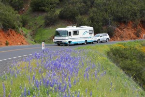 An rv traveling down a road with purple flowers in the background.