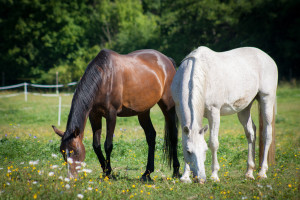 Two horses are grazing in a field.