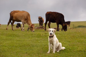 A white dog is sitting in a field with cows.