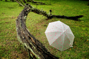 An umbrella with a polka dot pattern sitting in a grassy field.