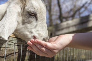 A person's hand feeding a goat.