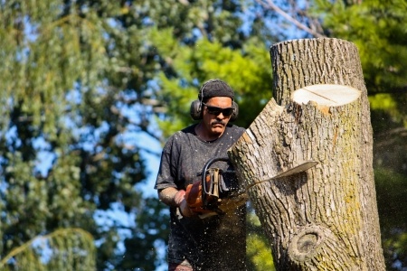 A man cutting down a tree with a chainsaw.