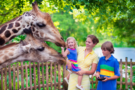 A group of people feeding giraffes at a zoo.